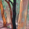 Gums Near Lake Wabi